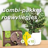 Biogrowi combipakket tegen rouwvliegjes - Aaltjes tegen rouwvliegjes 10m² + 10 gele vangplaten - varenrouwmug bestrijdingspakket