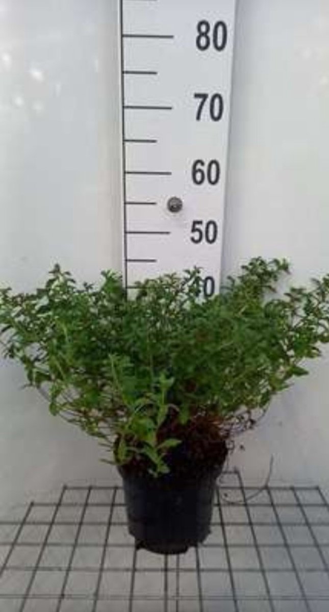 Cistus obtusifolius - Cistusroos Of Rotsroos 20- 25 cm in pot