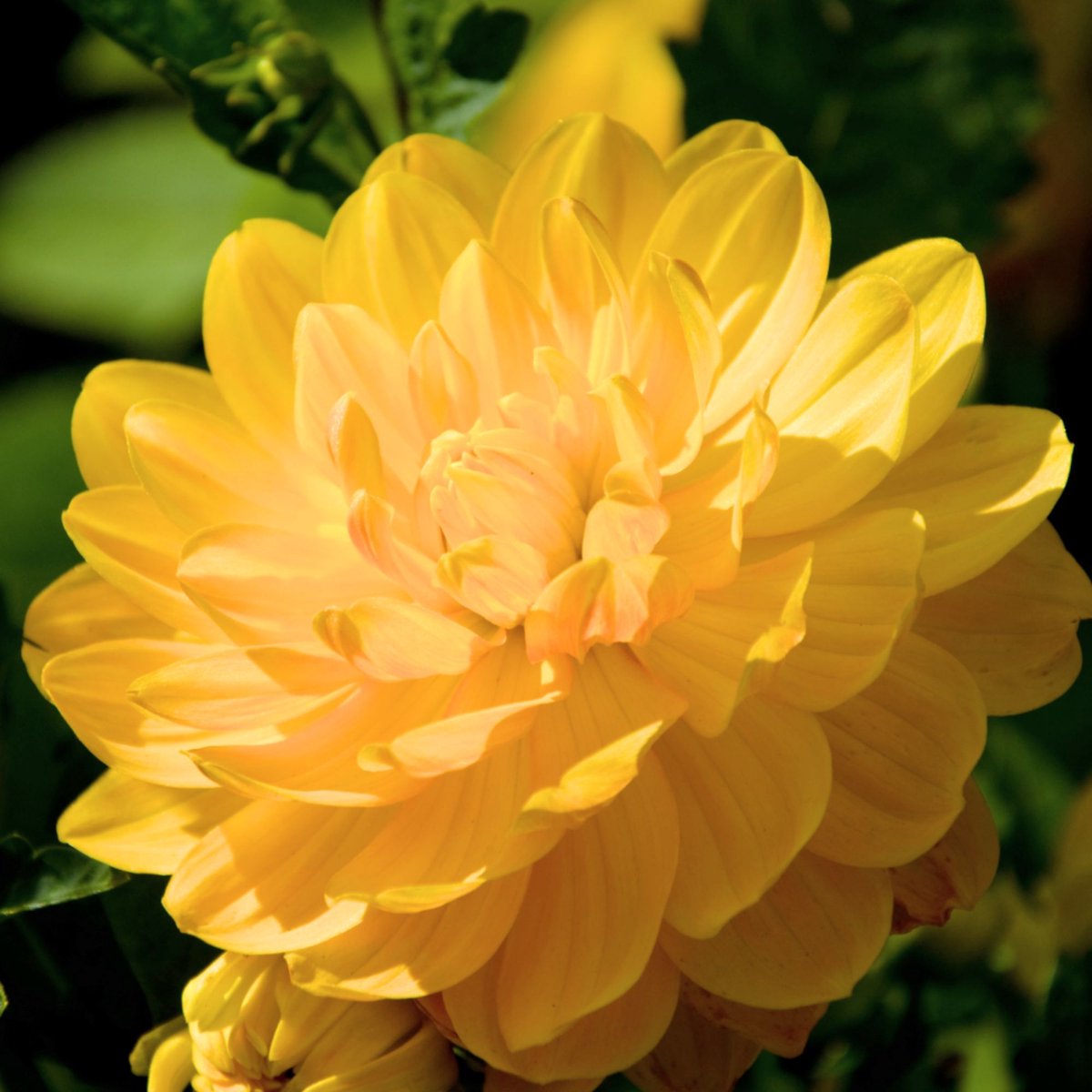 Tuindahlia (Dahlia Hortensis) - Dahlia Decoratief Glory of Heemstede - Bijen-Vlinders - Snijbloemen - Zomerbollen