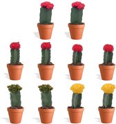 DutchLeafs Gymnocalycium Mix Geënt Mini Cactussen in Terracotta DutchLeafs Gymnocalycium Mix Geënt Mini Cactussen in Terracotta
