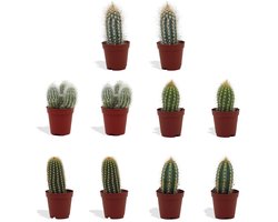 DutchLeafs Cereus Mix Mini Cactussen - 10 Stuks - Kwekerspot 5,5 cm - Hoogte 8-15 cm - Mini Plantjes - Zuilcactus - Cactus Plant - Kamerplanten