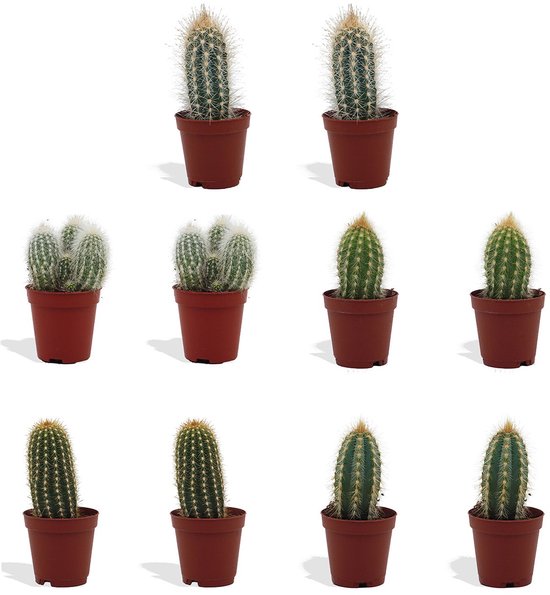 DutchLeafs Adromischus Mix Mini Vetplanten - 20 Stuks - Kwekerspot 5,5 cm - Hoogte 8-15 cm - Mini Plantjes - Succulenten - Kamerplanten