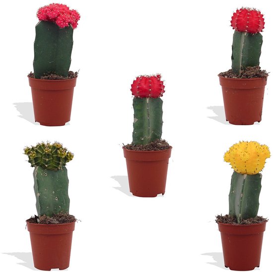 DutchLeafs Gymnocalycium Mix Geënt Mini Cactussen - 5 Stuks - Kwekerspot 5,5 cm - Hoogte 8-15 cm - Mini Plantjes - Cactus Plant - Kamerplanten