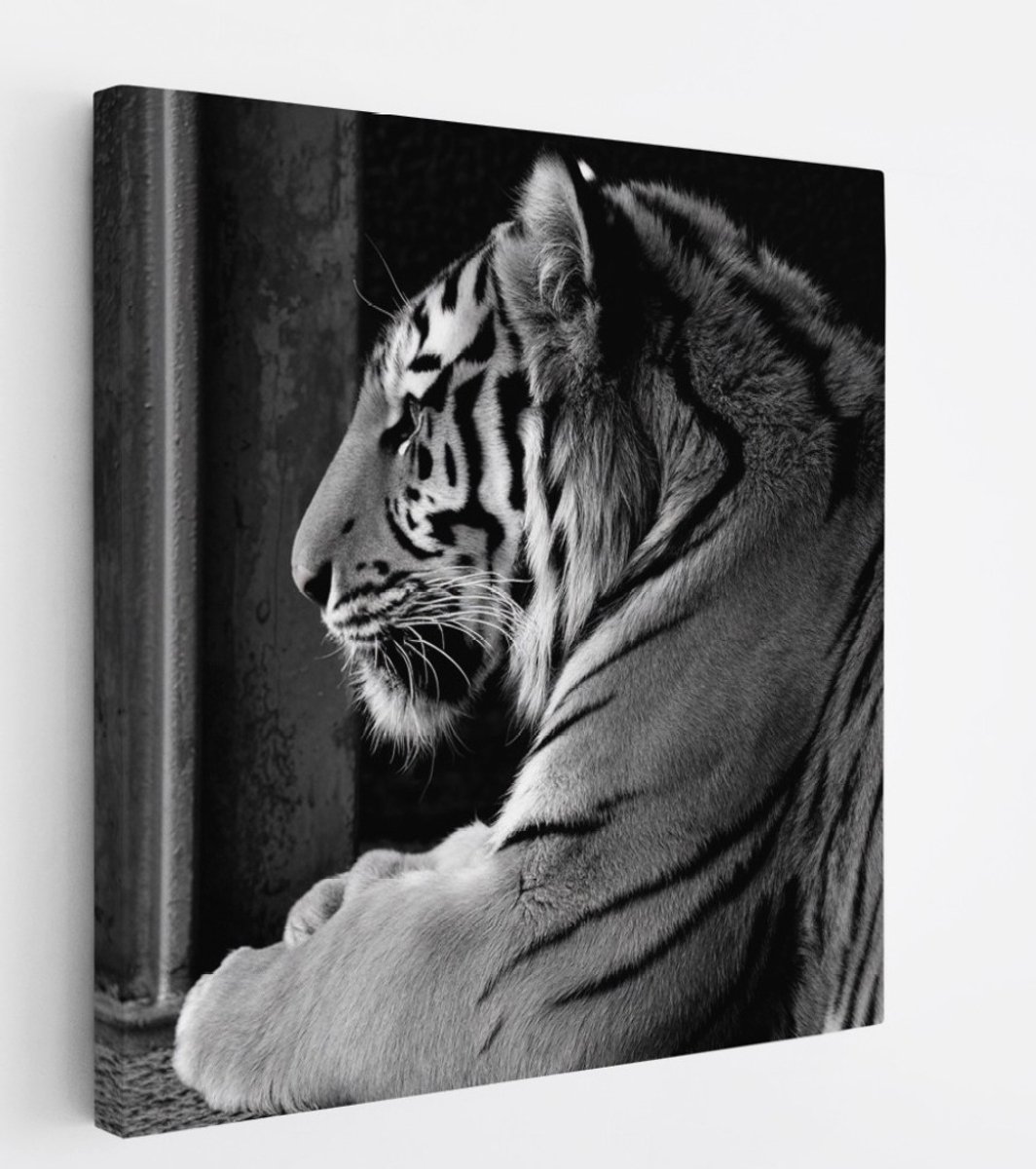 Saammp Canvas Schilderij - Tijger - Zwart-Wit - Natuur - Dieren - 30x30 - Foto op canvas - Wanddecoratie - muurdecoratie Woonkamer - Slaapkamer decoratie - Canvas Print Multicolor