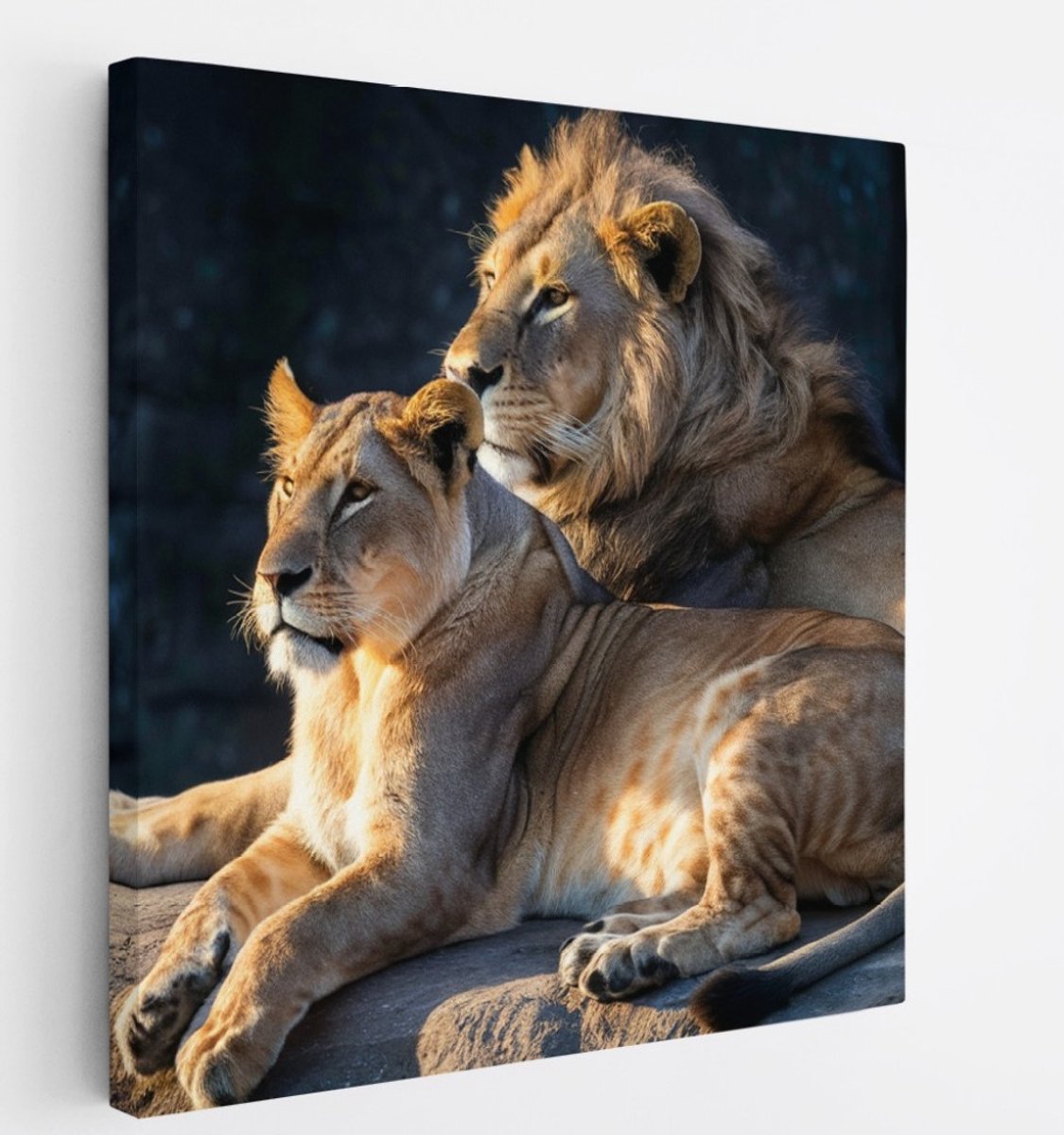 Saammp Canvas Schilderij - Leeuw en Leeuwin op steen- Dieren - Natuur - 30x30 - Foto op canvas - Wanddecoratie - Muurdecoratie Woonkamer - Slaapkamer decoratie - Canvas Print Multicolor