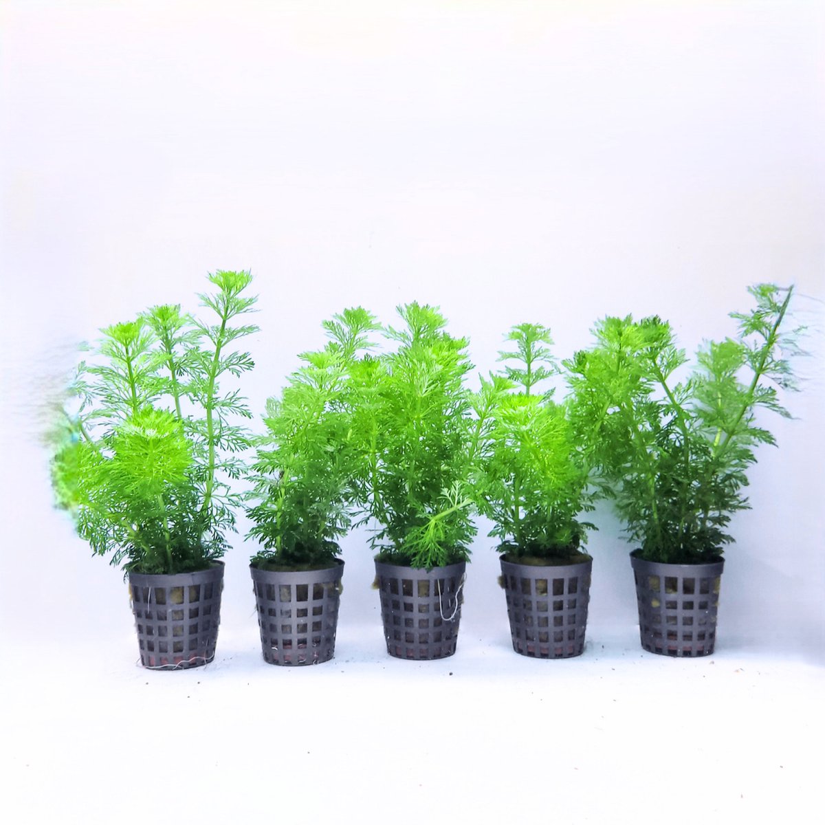 Aquabetta Aquariumplanten Set – 5 Levende Limnophila Heterophylla – Sterke Aquariumplant voor Midden- & Achtergrond – Aquascape Aquariumplanten