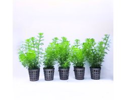 Aquabetta Aquarium Planten Set LAP-009 – 5 Aquariumplanten – 5x Limnophila – Decoratie – Set met 5x Limnophila