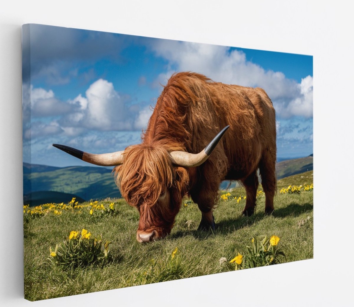 Saammp Canvas Schilderij 2 Schotse Hooglander Koeien in de sneeuw - Dieren - Natuur - 70x50 - Foto op canvas - Wanddecoratie - muurdecoratie Woonkamer - Slaapkamer decoratie - Canvas Print Multicolor