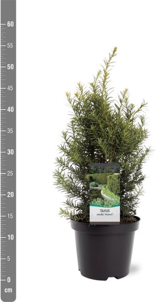 Taxus media 'Hicksii' C3 40-50 cm - Compacte groei - Formele haag - Zeer winterhard