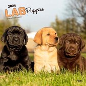 Labrador Retriever Puppies Kalender 2024