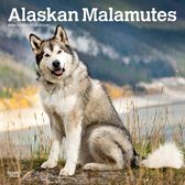 Alaskan Malamute Kalender 2024