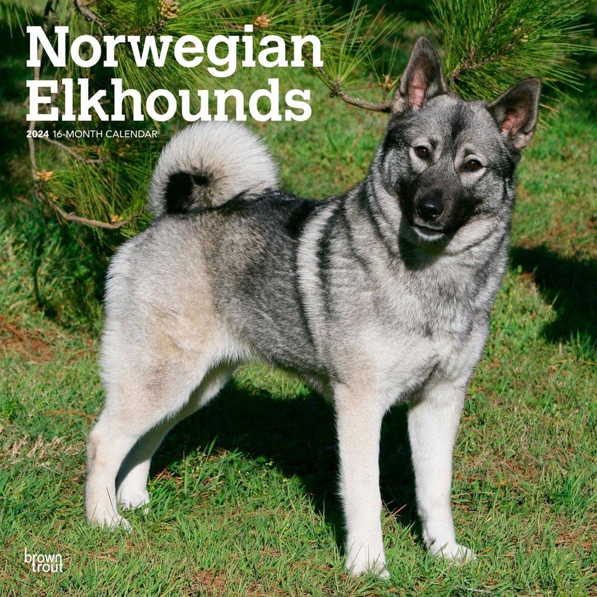 Noorse Elandhond Kalender 2024