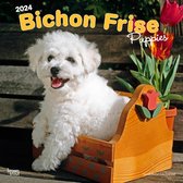 Bichon Frise Puppies Kalender 2024