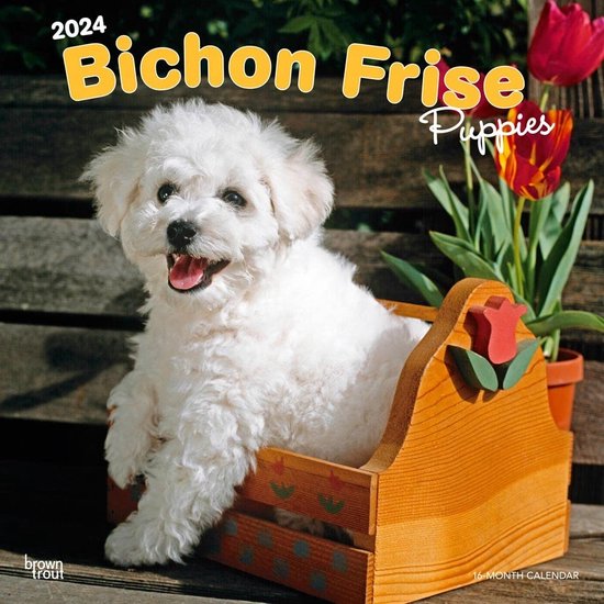 Bichon Frise Puppies Kalender 2024 Bol   550x550 