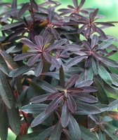 3 stuks | Euphorbia amygdaloides 'Purpurea' P9 cm