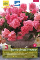 Begonia 'Aromatics'®