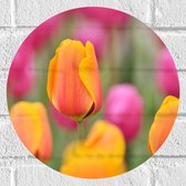 Muursticker Cirkel - Roze en Oranje Tulpen in een Tulpenveld - Bloemen - 30x30 cm Foto op Muursticker