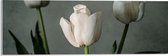 Acrylglas - Witte Tulpen Op Lange Stengels voor Grijze Achtergrond - Bloemen - 60x20 cm Foto op Acrylglas (Met Ophangsysteem)