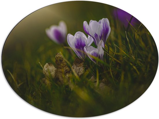 Dibond Ovaal - Wit met Paarse Crocus Bloemen in Grasveld - 68x51 cm Foto op Ovaal (Met Ophangsysteem)