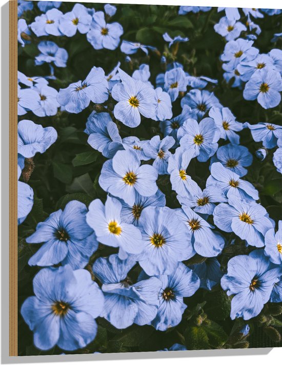 Hout - Vergeet me nietjes bloemen blauw met gele binnenkant - 60x80 cm - 9 mm dik - Foto op Hout (Met Ophangsysteem)