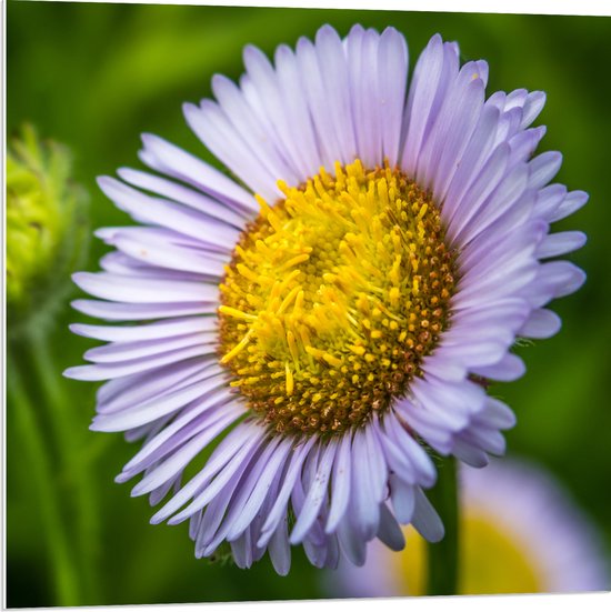 PVC Schuimplaat - Paarse Erigeron Bloem met Groot Geel Midden - 80x80 cm Foto op PVC Schuimplaat (Met Ophangsysteem)