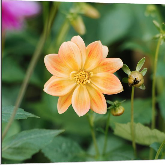 Dibond - Lichtoranje gekleurde dahlia bloem met knopjes eromheen - 80x80 cm Foto op Aluminium (Met Ophangsysteem)