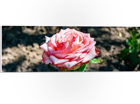 PVC Schuimplaat - Roze Rosa Violet Carson op Steentjes Achtergrond- Bloemen - 60x20 cm Foto op PVC Schuimplaat (Met Ophangsysteem)