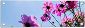 Tuinposter – Paarse Cosmea Bloemen met Heldere Lucht als Achtergrond - 60x20 cm Foto op Tuinposter (wanddecoratie voor buiten en binnen)
