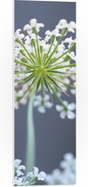 PVC Schuimplaat - Wilde peen bloem perspectief van onderaf - 30x90 cm Foto op PVC Schuimplaat (Met Ophangsysteem)