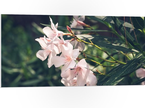 PVC Schuimplaat- Licht Roze Oleander Bloemen Tussen Donker Groene Takken en Bladeren - 100x50 cm Foto op PVC Schuimplaat