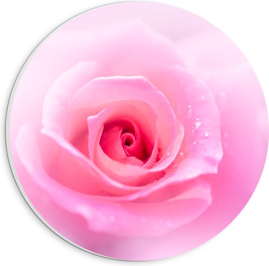 PVC Schuimplaat Muurcirkel - Mooie Licht Roze Roos op Licht Roze Wolkje - Bloemen - 20x20 cm Foto op Muurcirkel (met ophangsysteem)