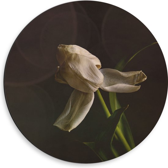 Dibond Muurcirkel - Stervende Witte Tulp op Stengel voor Donker Bruine Achtergrond - Bloemen - 50x50 cm Foto op Aluminium Muurcirkel (met ophangsysteem)