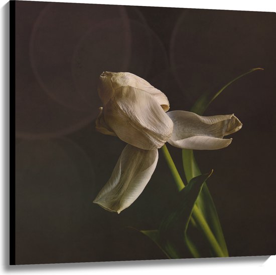 Canvas - Stervende Witte Tulp op Stengel voor Donker Bruine Achtergrond - Bloemen - 100x100 cm Foto op Canvas Schilderij (Wanddecoratie op Canvas)