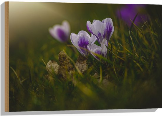 Hout - Wit met Paarse Crocus Bloemen in Grasveld - 75x50 cm - 9 mm dik - Foto op Hout (Met Ophangsysteem)