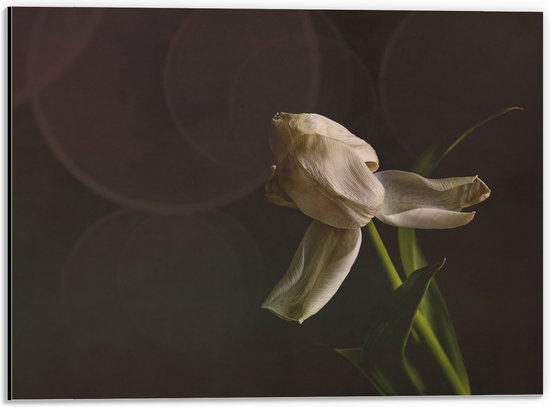 Dibond - Stervende Witte Tulp op Stengel voor Donker Bruine Achtergrond - Bloemen - 40x30 cm Foto op Aluminium (Wanddecoratie van metaal)