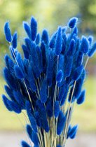 Droogbloemen - Lagurus Ovatus - Hazenstaart - Blauw | 70cm | +- 100g | Perfect voor Boeketten, Decoratie, Doopsuiker, Huwelijk & Verjaardagen | Duurzaam en Stijlvol Bloemenarrangement