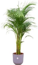 Green Bubble - Dypsis Lutescens (Areca palm) inclusief elho Jazz Round lavender lilac Ø26 - 140cm