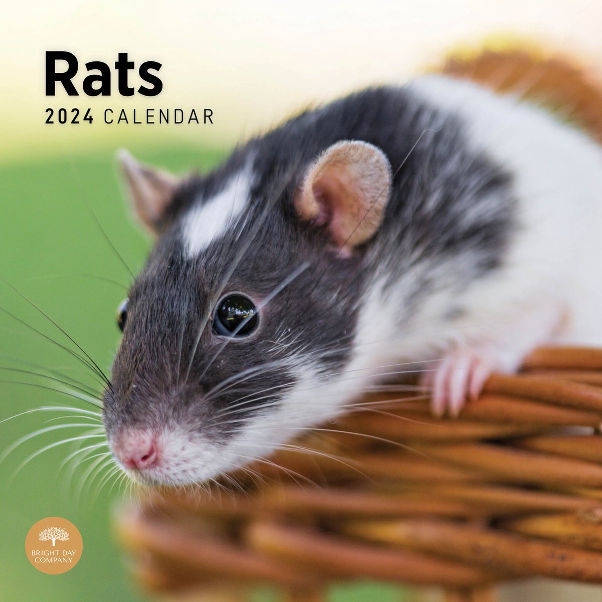 Ratten Kalender 2024