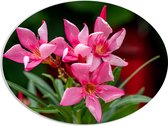 PVC Schuimplaat Ovaal - Bloemen - Roze - Bladeren - Natuur - 68x51 cm Foto op Ovaal (Met Ophangsysteem)