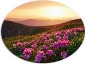 PVC Schuimplaat Ovaal - Roze Bloemenveld boven aan de Berg bij Zonsondergang - 108x81 cm Foto op Ovaal (Met Ophangsysteem)