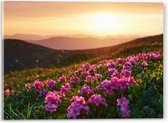 Acrylglas - Roze Bloemenveld boven aan de Berg bij Zonsondergang - 40x30 cm Foto op Acrylglas (Wanddecoratie op Acrylaat)