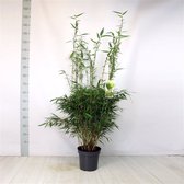 Fargesia robusta 'Pingwu' C7.5 100-125 cm