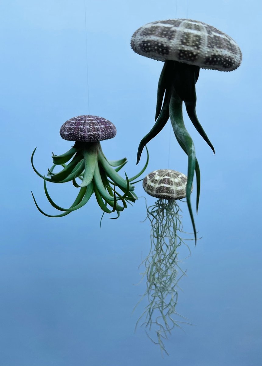 3 Méduses Aériennes Avec Tillandsia Et Oursin Alfonso - Plantes Sans Terre, Entretien Facile, Décoration Unique