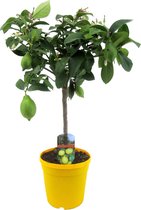 PLANT IN A BOX Citrus Limon - Citronnier - 1 pièce - Hauteur ↕ 60-70 cm