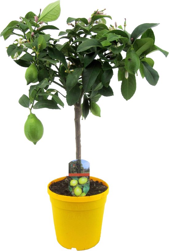 Plant in a Box - Citrus Limon - Citroenboom - Kamerplant - Mediterrane fruitboom - Pot 19cm - Hoogte 60-70cm