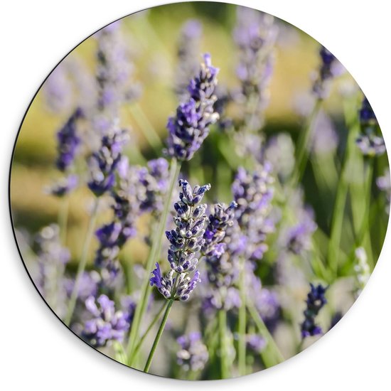 Dibond Muurcirkel - Paarse Lavendel Bloemen aan Lange Stengels in Grasveld - 50x50 cm Foto op Aluminium Muurcirkel (met ophangsysteem)