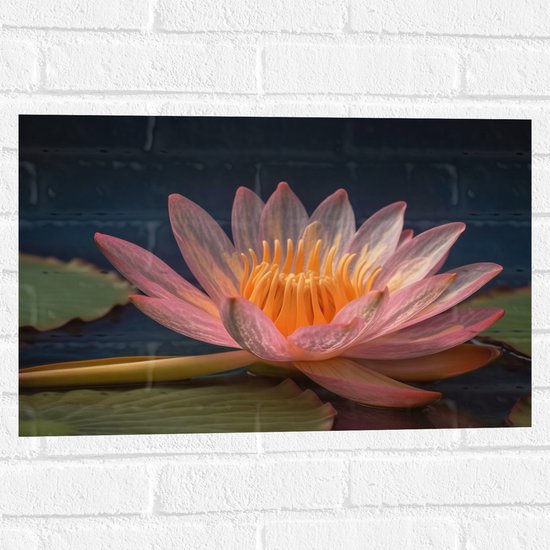 Muursticker - Lotus Bloem Drijvend op Lelieblad en Water - 60x40 cm Foto op Muursticker