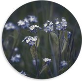 Dibond Muurcirkel - Blauwe Vergeet-Mij-Nietjes Bloemen - 80x80 cm Foto op Aluminium Muurcirkel (met ophangsysteem)