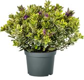 Hebe addenda - Arbuste Veronica - fleurs blanches - plant à feuilles persistantes - taille de pot Ø17cm - 3 pièces