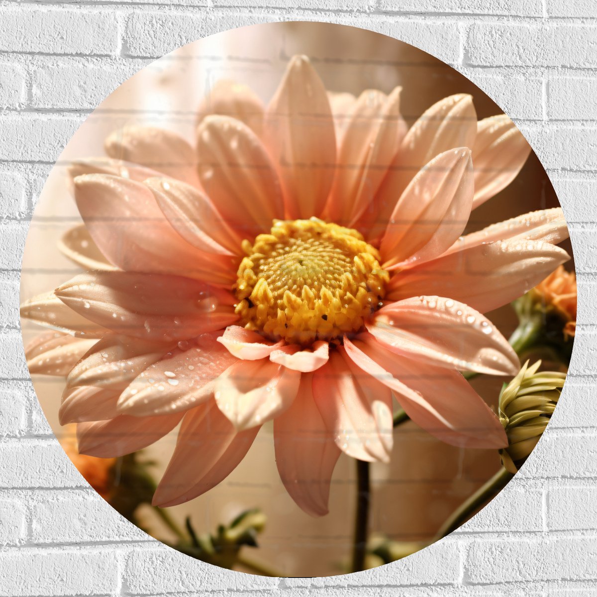 Muursticker Cirkel - Licht Roze Chrysanten Bloem met Doorschijnende Gordijnen als Achtergr